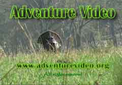 Eastern Turkey Kill